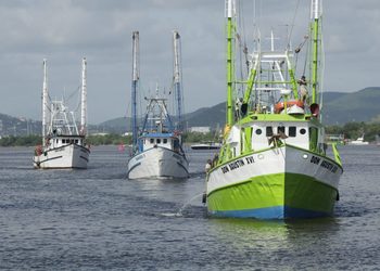 MENOS BARCOS Y CONFIANZA EN BUENA CAPTURA: INICIA TEMPORADA DE CAMARÓN 2026-2027