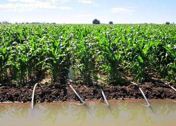 Garantizada el agua para el ciclo agrícola 2026-2027 en Sinaloa