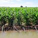 Garantizada el agua para el ciclo agrícola 2026-2027 en Sinaloa