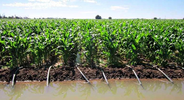 Garantizada el agua para el ciclo agrícola 2026-2027 en Sinaloa