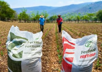 SE DISPARA 20% EL FERTILIZANTE Y PEGA A LA RENTABILIDAD PARA EL CICLO 2026-2027 EN SINALOA