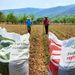 SE DISPARA 20% EL FERTILIZANTE Y PEGA A LA RENTABILIDAD PARA EL CICLO 2026-2027 EN SINALOA