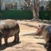 Zoológico de Culiacán informa el fallecimiento de un hipopótamo; esperan resultado de necropsia para determinar las causas