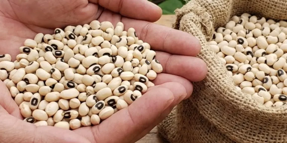 Productores de Ahome arrancan cortes de frijol yurimuni con rendimientos muy bajos