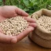 Productores de Ahome arrancan cortes de frijol yurimuni con rendimientos muy bajos